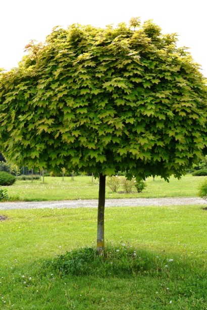 Acer platanoides Globosum